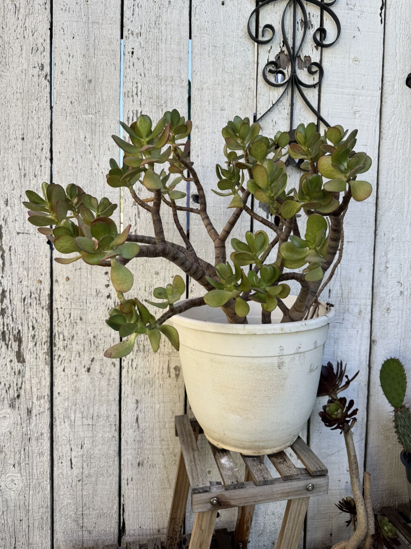 Beautiful Jade Succulent Plant 