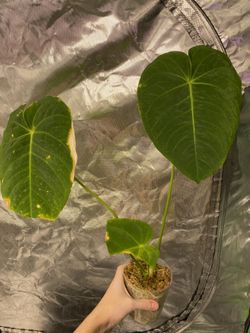 Anthurium Angamarcanum RARE Houseplant for Sale in Everett, WA - OfferUp