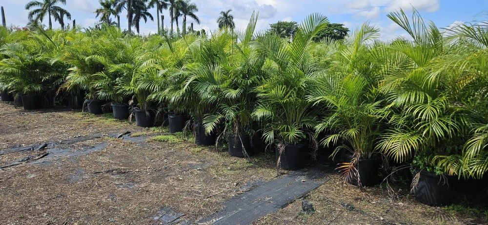 Arecas Palms About 5 6 Feet Tall After Planted Instant Privacy Plants Green Fencing Privacy Hedges