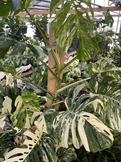Albo Monstera