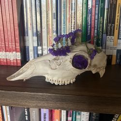Deer Skull 