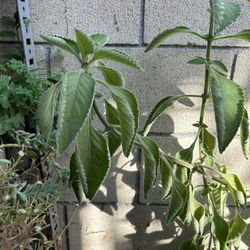 Oragano Mexicano