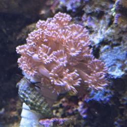 Plastic Aquarium Decoration 