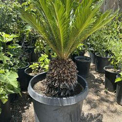 Palma Sago / Sago Palm 