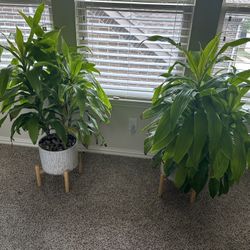 Pair Of Indoor Dracaena Plant With Decorative Pot