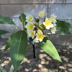 Potted & Blooming Plumeria Plants
