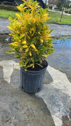 Croton Gold Dust - 3 Gallons