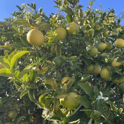 Organic Fresh Polato Lemons 