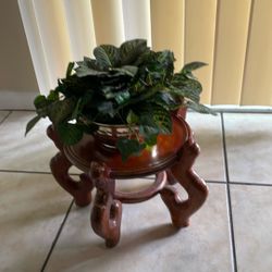 Plant With Its Base.