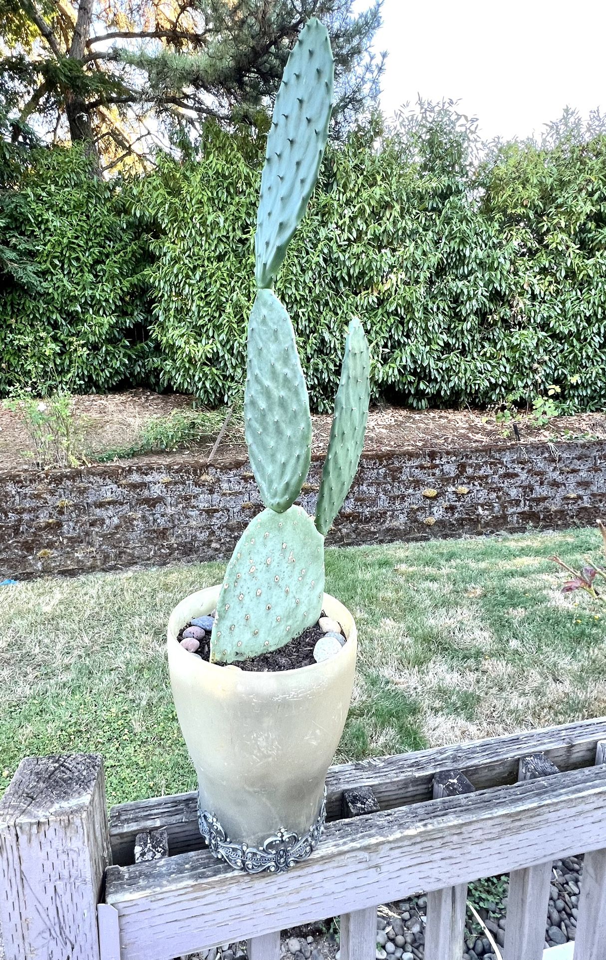 Cactus 🌵 Plant 🪴 