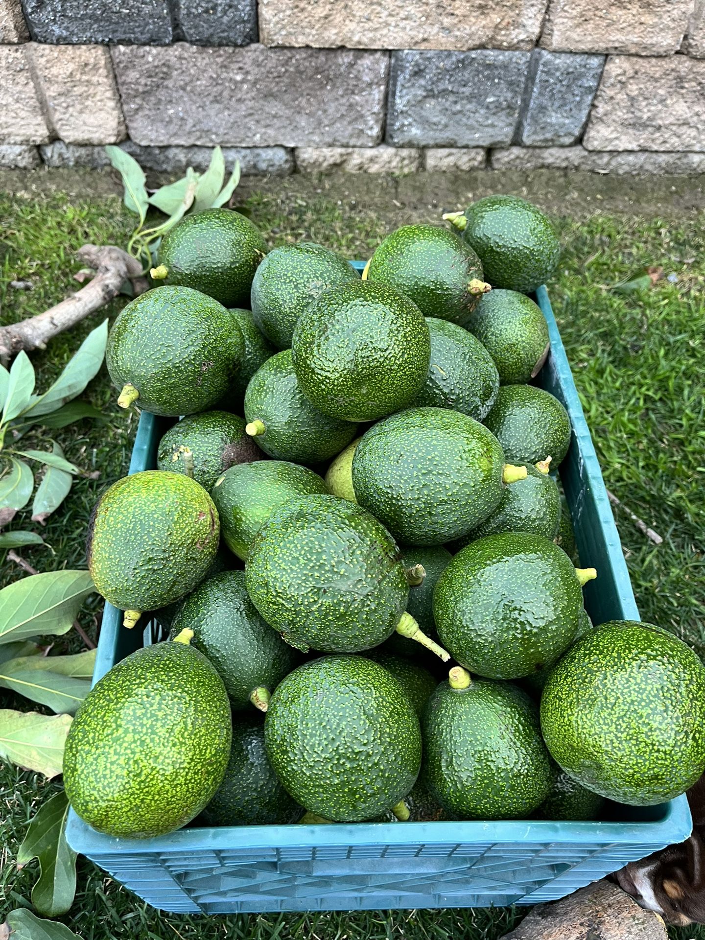 Reed Avocados