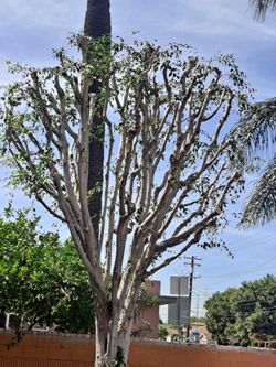 Tree Palm Firewood