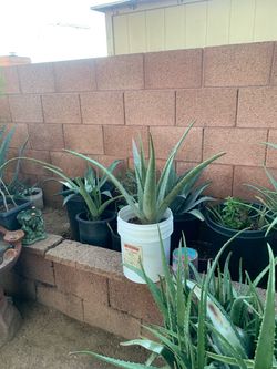 A Spotlight On Our Aloe Vera Plants Section