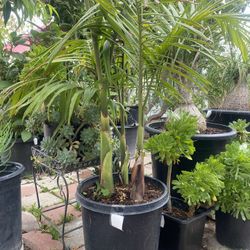 Plant For Sale