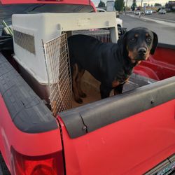 Kennel Dog House