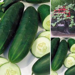 Cucumber Plants 