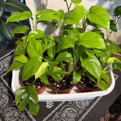 Young Mini Monsteras for Sale