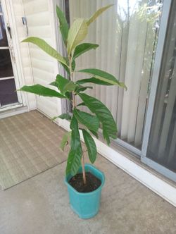 LOQUAT Fruit tree 4 ft tall