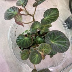 Begonia Manaus Cuttings