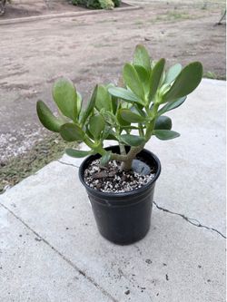 Jade plants