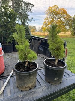 Sunburst Lodgepole Pine