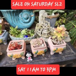 SUCCULENT AND PLANT SALE TODAY FROM 11AM TO 3PM IN SAN LORENZO SKYLINE SUCCULENTS OF SLZ