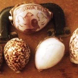 Cowrie Shells
