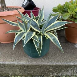 Variegated Agave Pot With 6-8 Plants