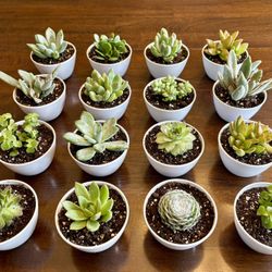 Assorted  Succulents In Adorable 3.75" Pots