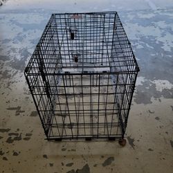 Medium  To Small  Dog