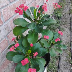 Crown of thorns corona de espinas