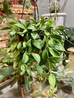 Plants 