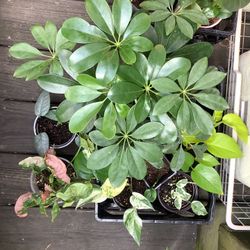 LOGAN SQUARE  Plant Sale 