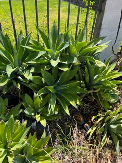 Planta $10.00 big ones