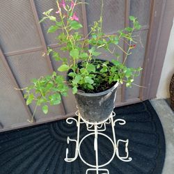 plantas de mirto