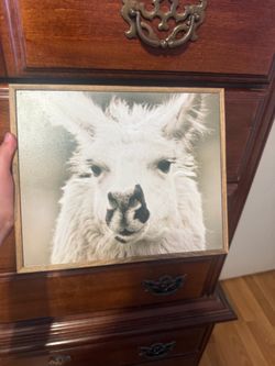 Llama picture
