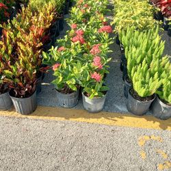 All 3 Gallon  Plants $10 each Delivered 