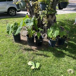 Elephant Ear plants