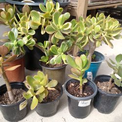 Jade Plants, Succulents 