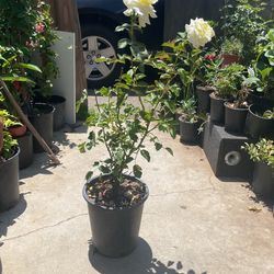 Rose Bush Blanco