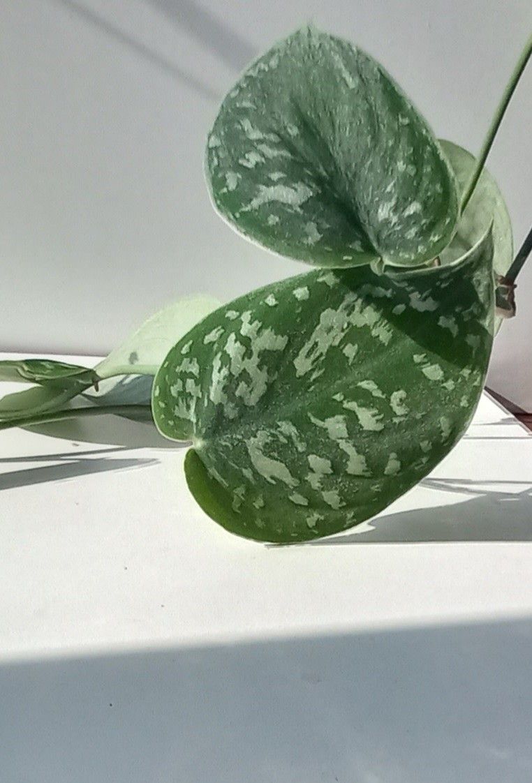 Wide Leaf Silver Satin Pothos Plant/ House Plant/ Indoor Plant Flower Patio Garden