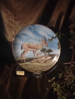 The slender horned gazelle