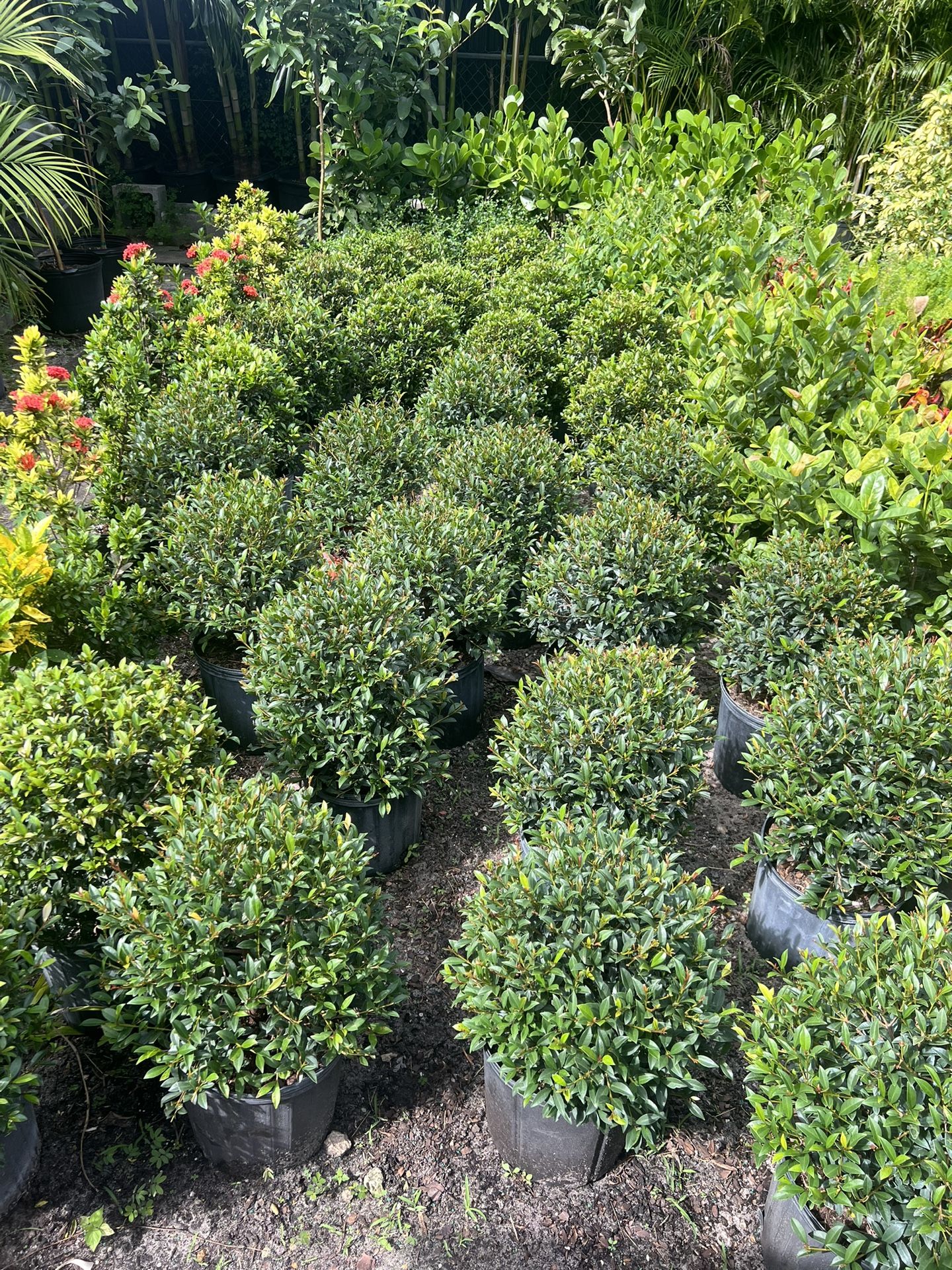 Single Ball Topiary In 3 gls Pot. SPECIAL PRICE 🤩