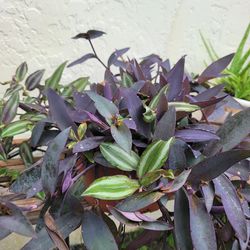Zebrina , Purple Heart Plants In ona pot