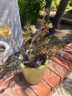 Mature Jade Plant in Ceramic Pot