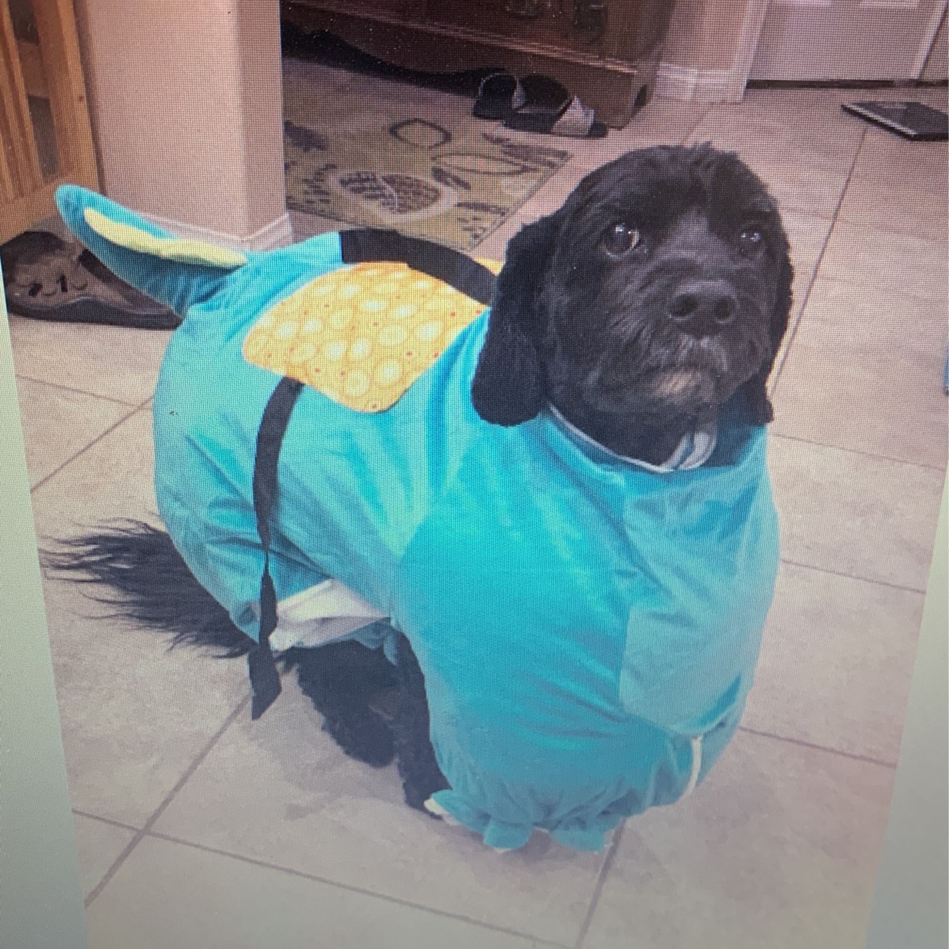Dinosaur Body Costume For Pet Dog Small Animal Or ??? Art Project