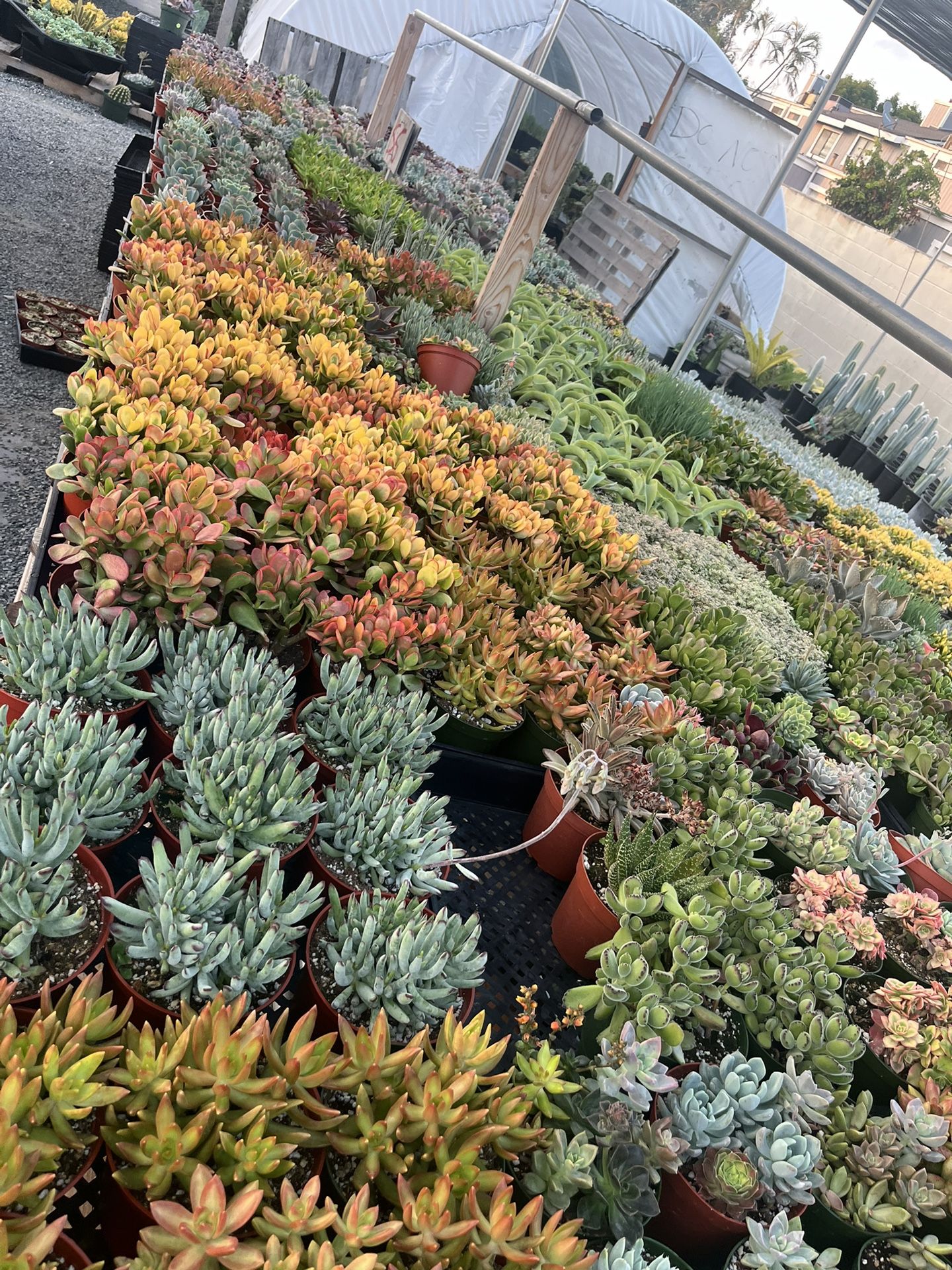 6”Succulent Plants $6 Each
