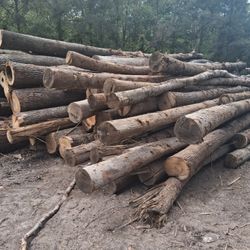 Whole SALE Fire Wood Rounds For Sale