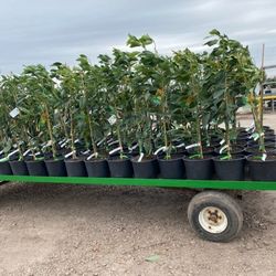 Arbol De Aguacates Hass Ingertados 7gallon 