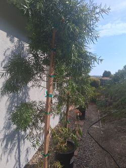 African fern pine 10-20 ft total 4 plants